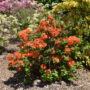Azalea – Mandarin Lights – #2 Container